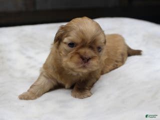 Shih Tzu dogs Silas - Ad 14