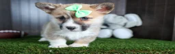 Welsh Corgi Pembroke dogs for sale: Ripley - Ad 15