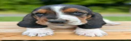 Basset Hound dogs for sale: Oscar - Ad 15