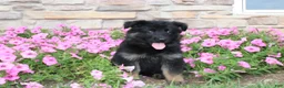 German Shepherd dogs for sale: Hope - Ad 5