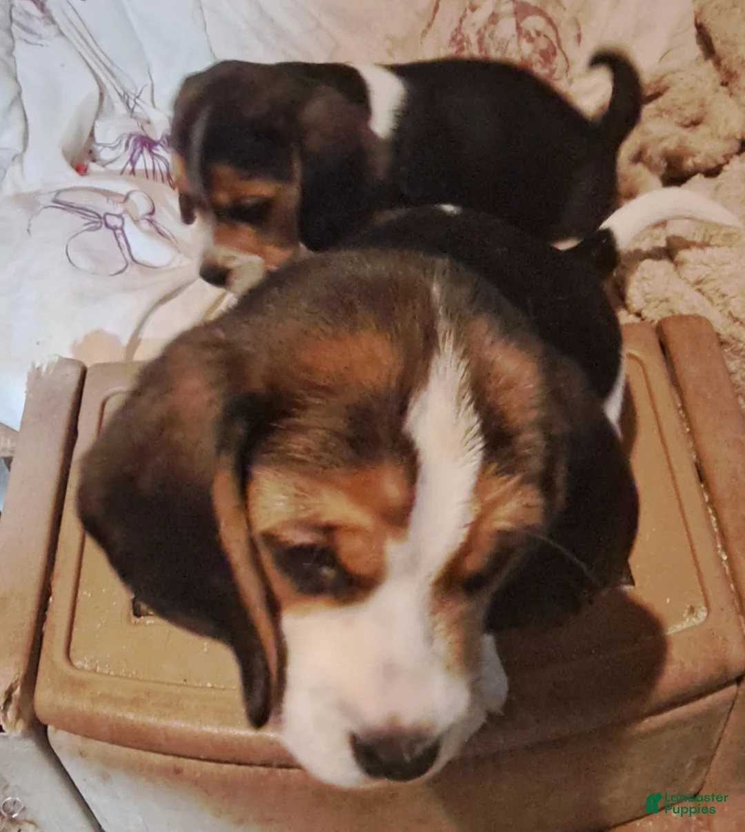 Beagle dogs for sale: Beagle Puppy 2 - Ad 1