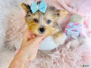 Yorkshire Terrier dogs Yorkshire Terrier Puppy 1 - Ad 15