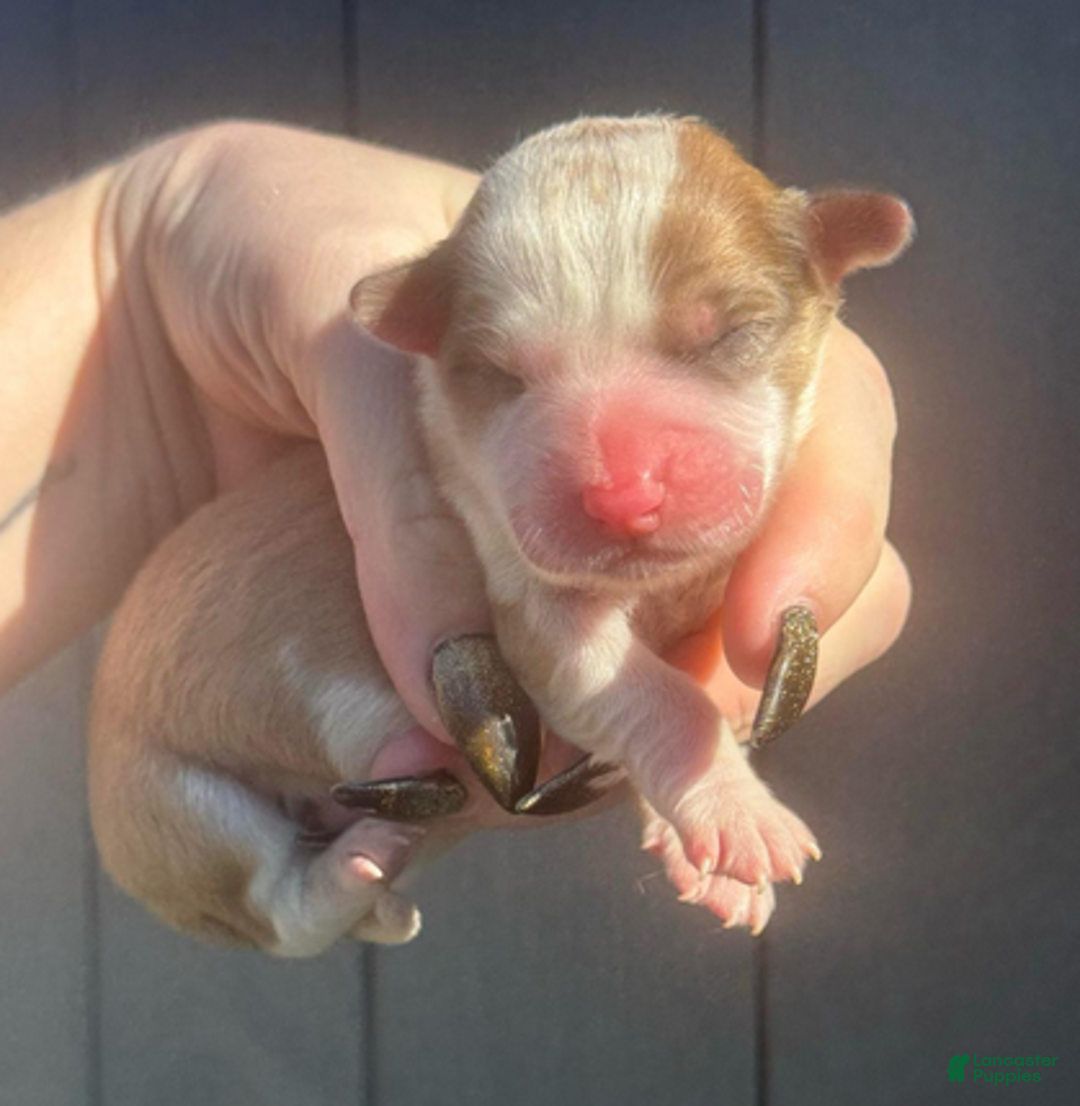 Mixed Breed dogs for sale: Aster (fluffy) - Ad 1