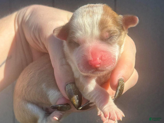 Mixed Breed dogs Aster (fluffy) - Ad 7