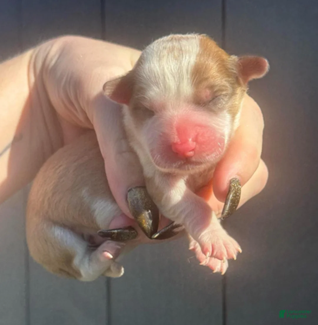 Mixed Breed dogs for sale: Aster (fluffy) - Ad 1