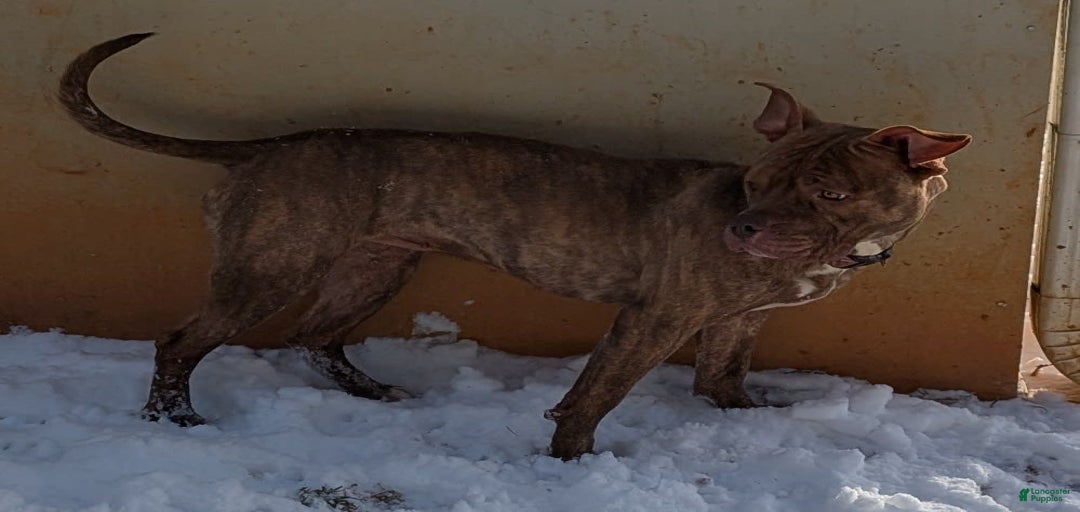 Gallery Image {{count}}