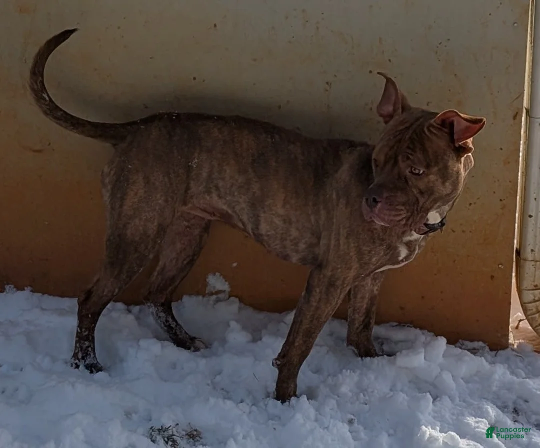 Gallery Image {{count}}