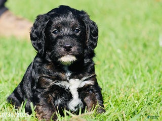 Mixed Breed dogs - Ad 33