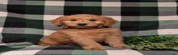 Goldendoodle dogs for sale: Dennison Hypoallergenic - Ad 3