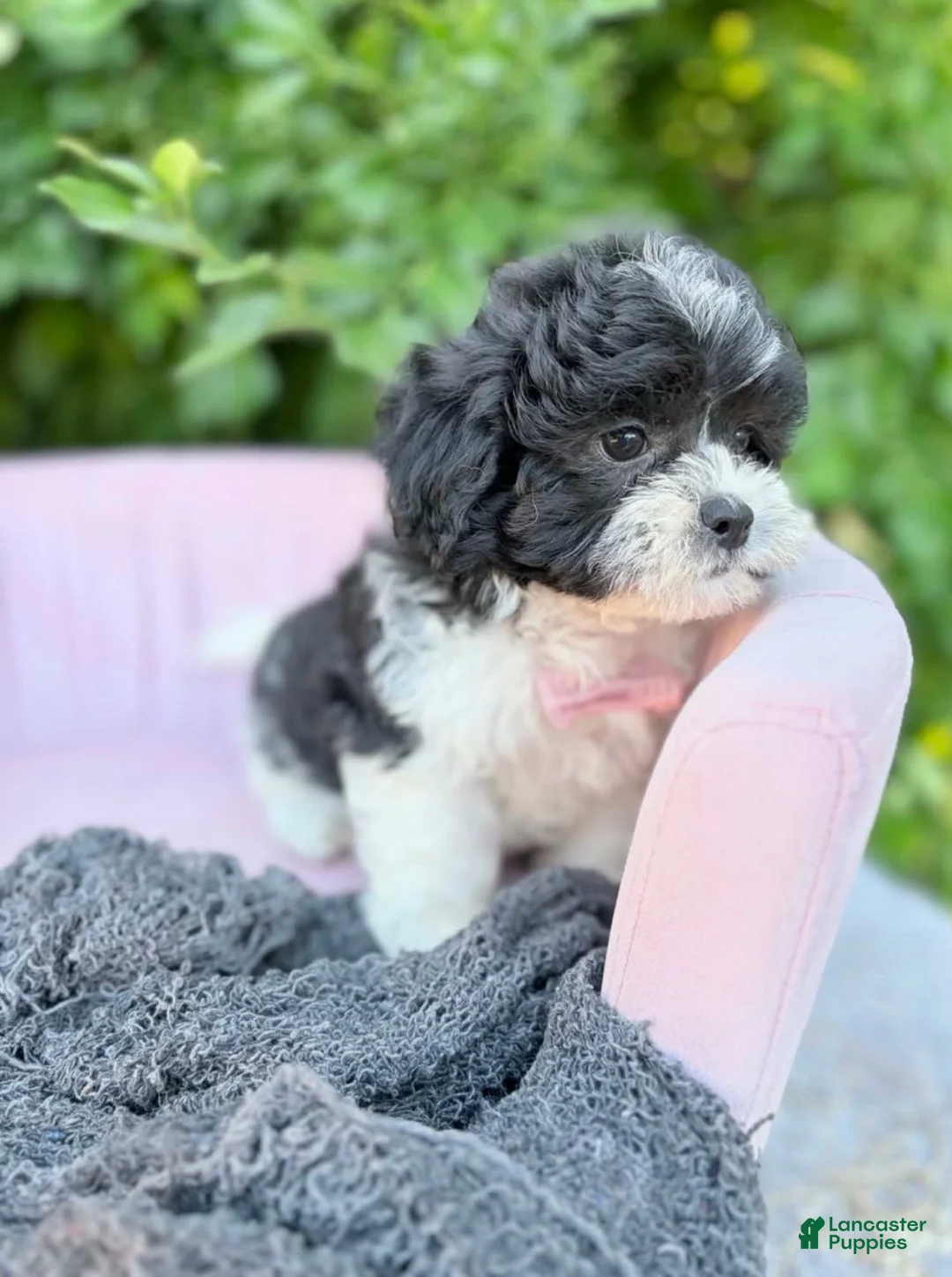 Shihpoo dogs for sale: Vincent - Ad 1