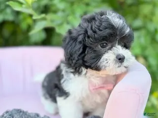 Shihpoo dogs for sale: Vincent - Ad 1