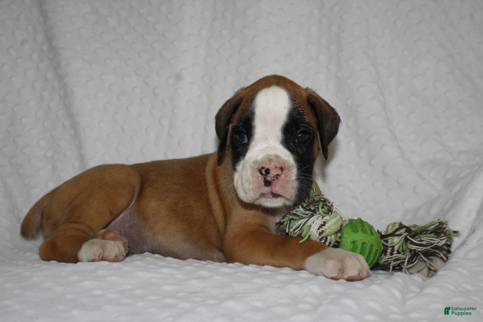 Boxer dogs Bentley - Ad 2