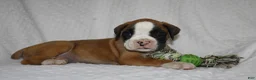 Boxer dogs for sale: Bentley - Ad 2