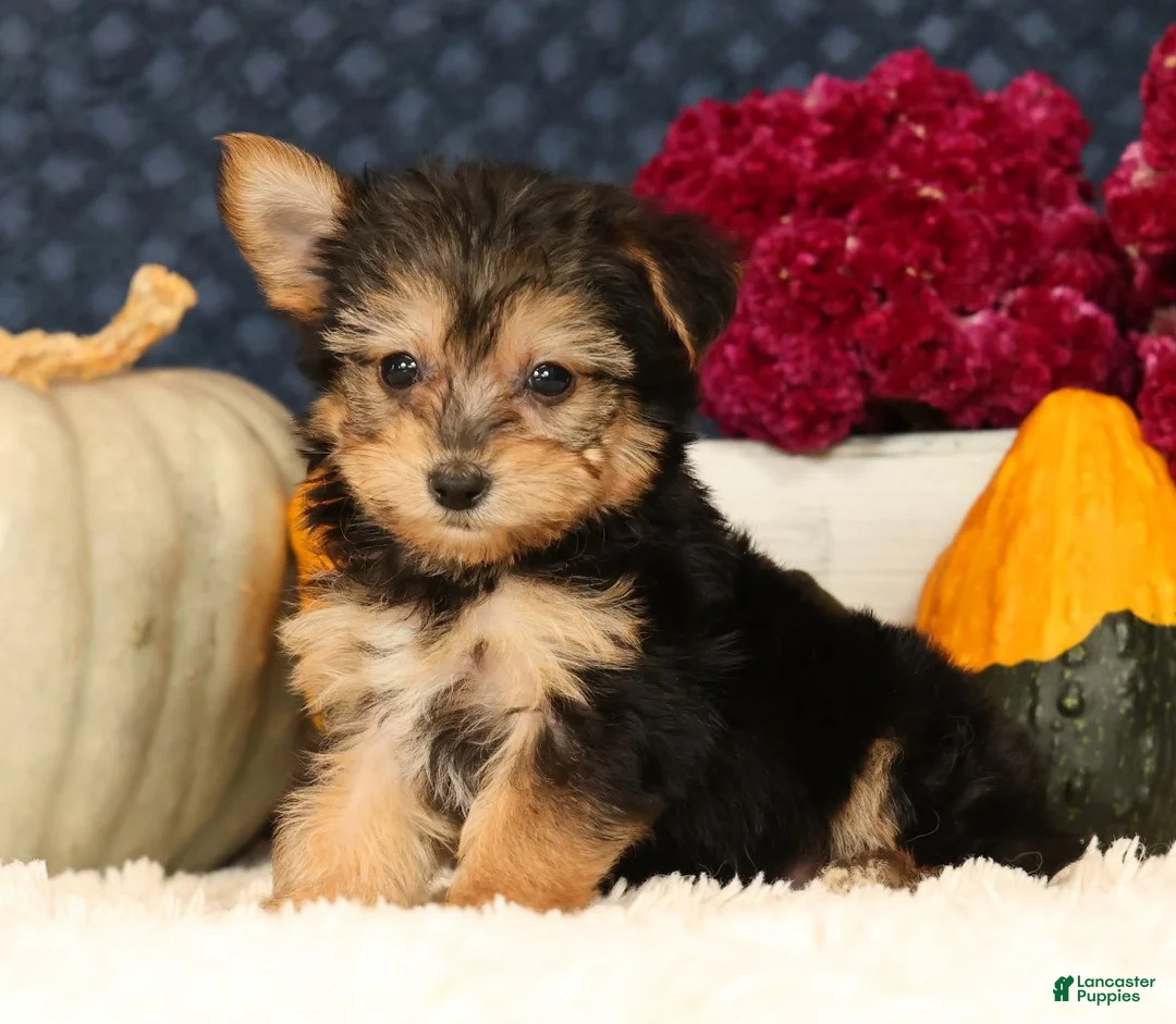 Yochon dogs for sale: Talia - Ad 2