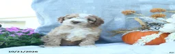 Cockapoo dogs for sale: Autumn  - Ad 5
