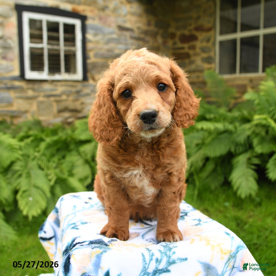 Cockapoo dogs Dexter - Ad 2