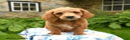 Cockapoo dogs for sale: Dexter - Ad 2