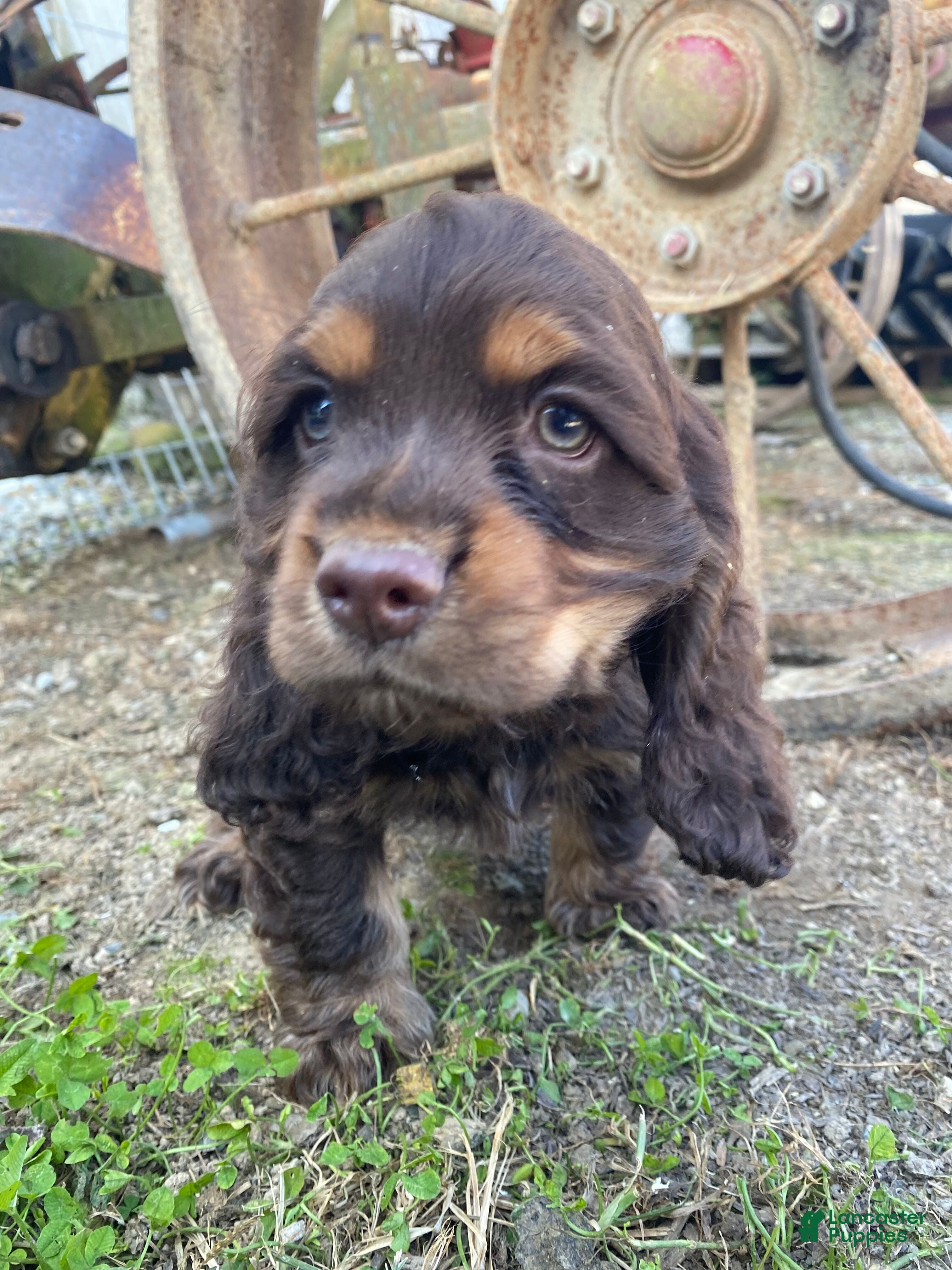 Cocker Spaniel dogs Harry - Ad 2