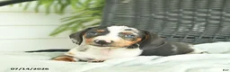 Miniature Dachshund dogs for sale: Glory  - Ad 3