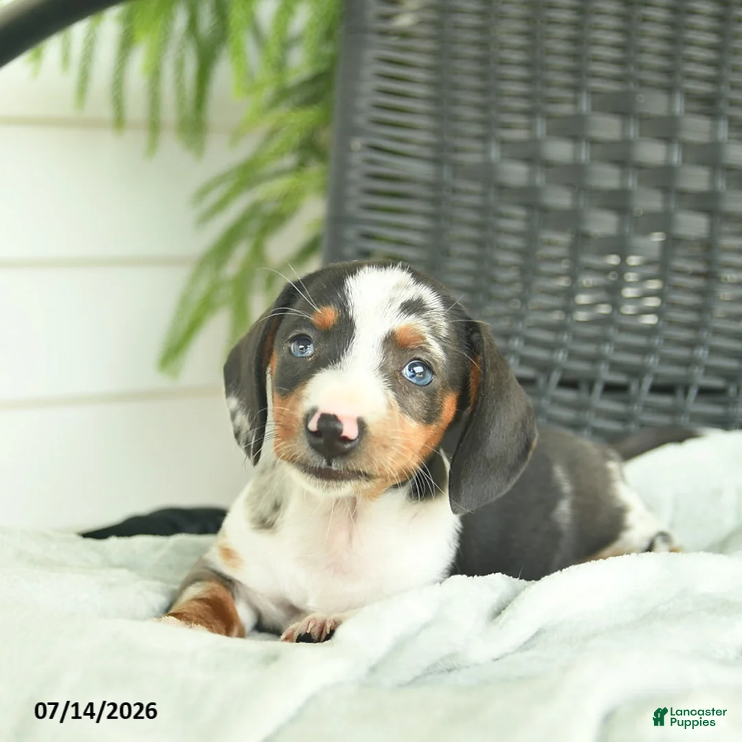 Miniature Dachshund dogs for sale: Glory  - Ad 3