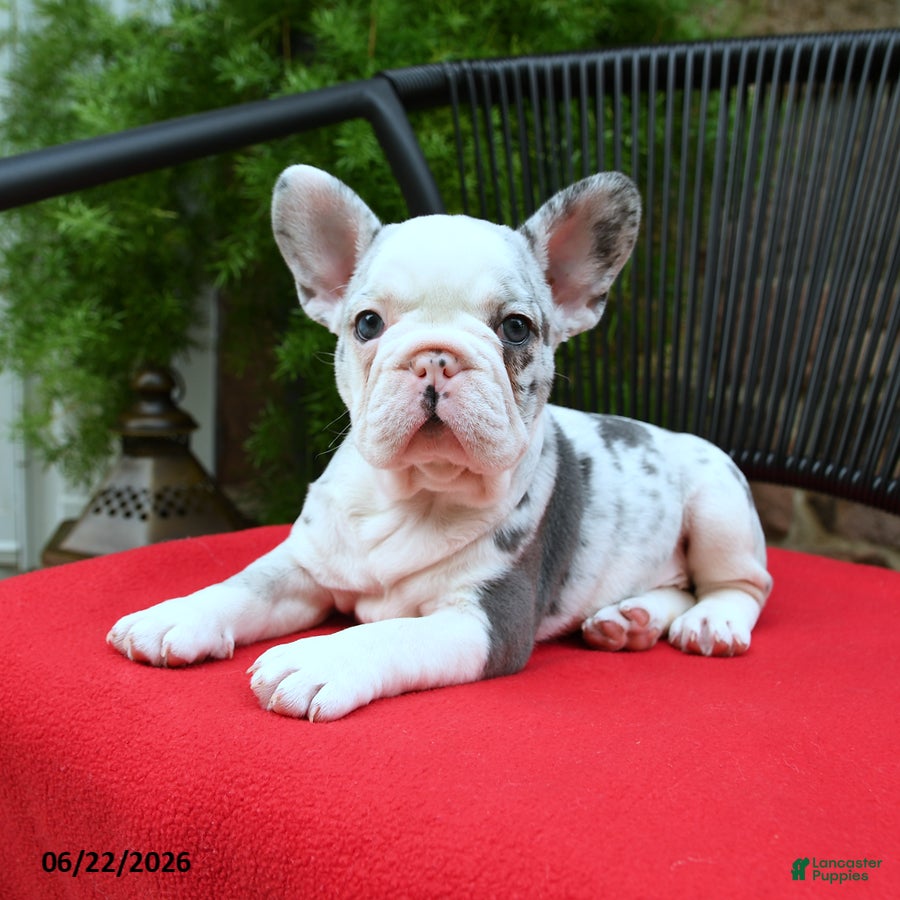French Bulldog dogs Christine - Ad 2