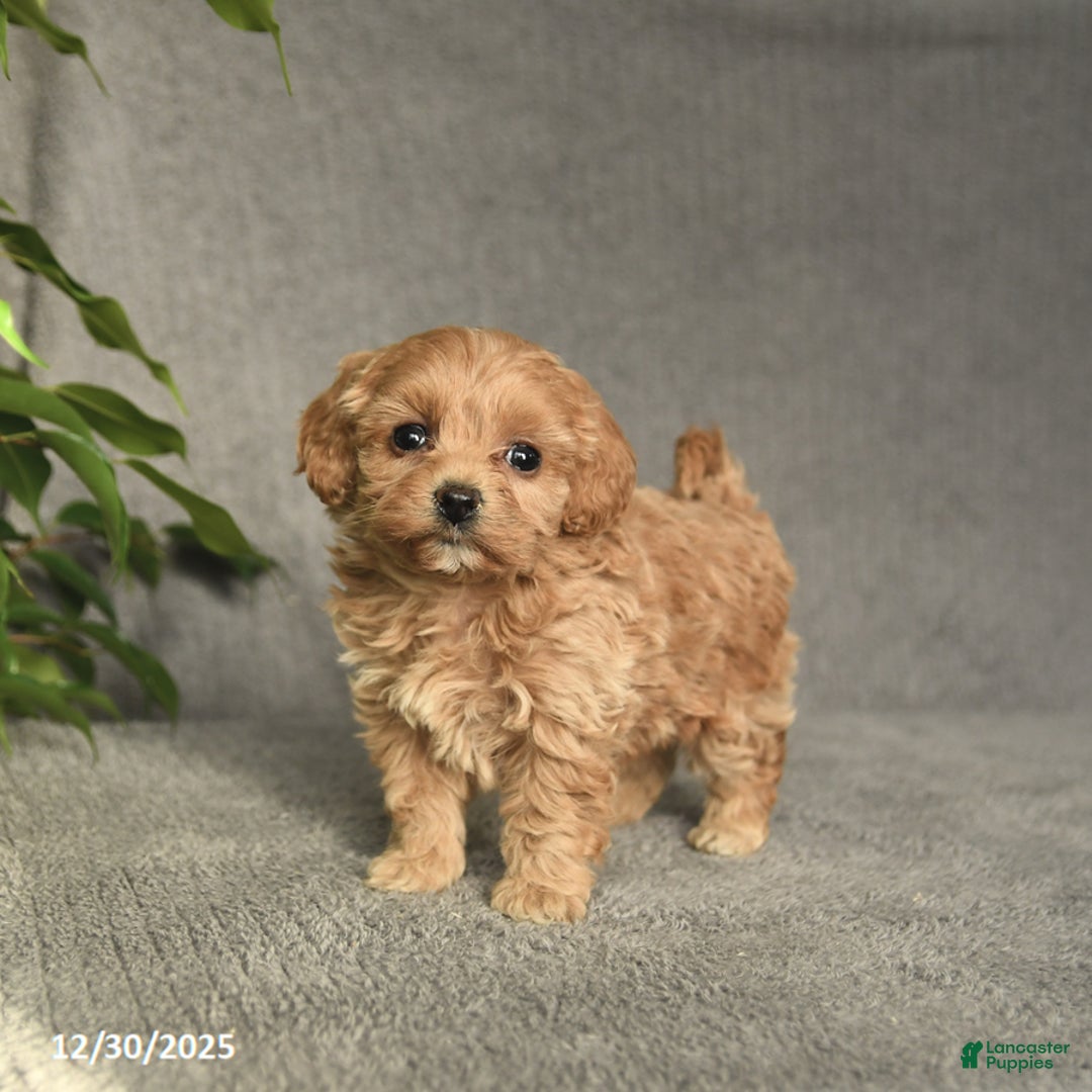 Cockapoo dogs for sale: Tessa - Ad 1