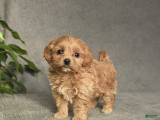 Cockapoo dogs Tessa - Ad 38