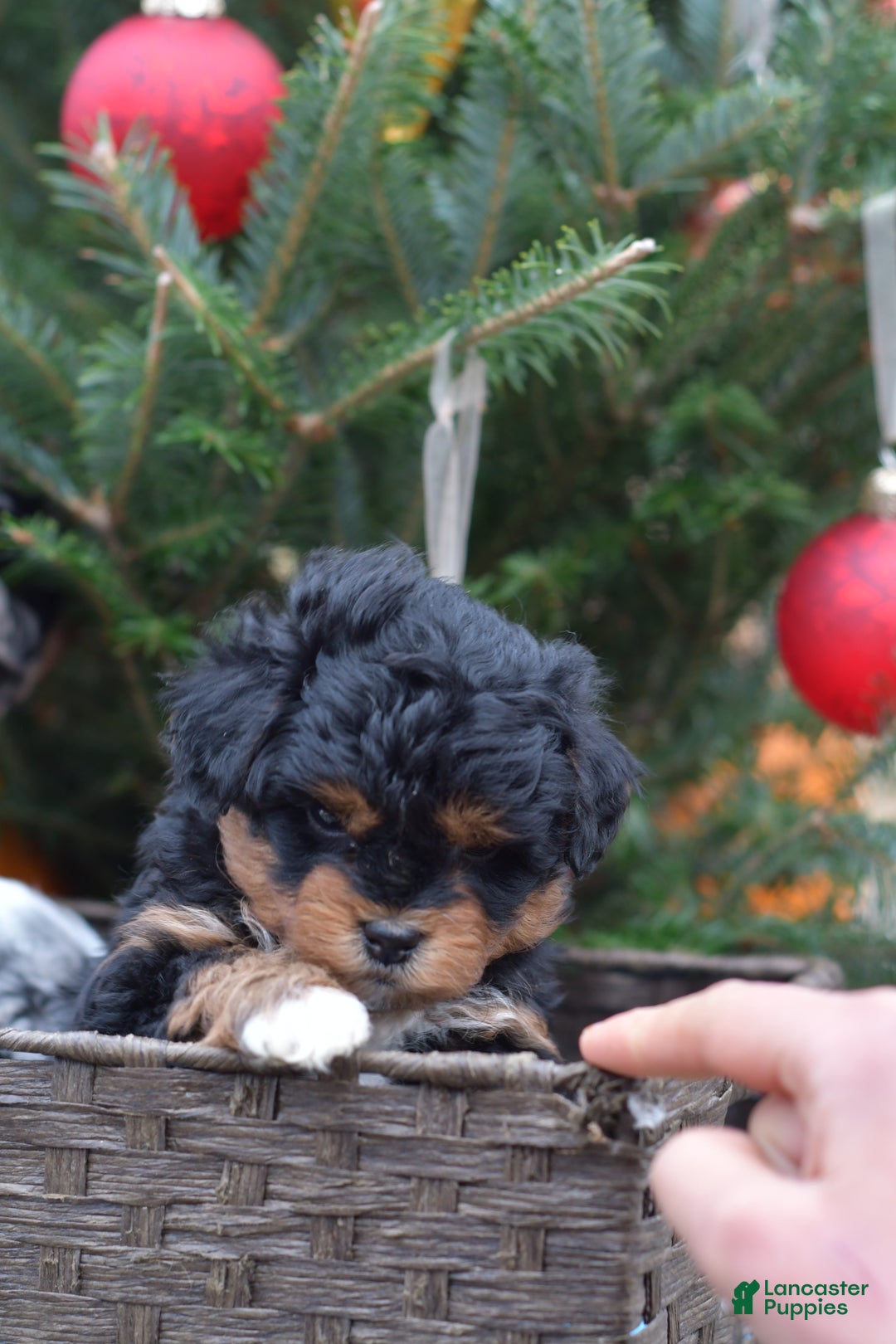 Mini Aussiedoodle dogs for sale: Bear - Ad 19
