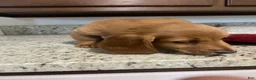 Miniature Dachshund dogs for sale: Winter - Ad 6
