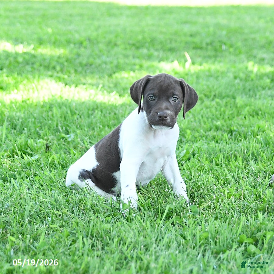German Shorthaired Pointer dogs River - Ad 2