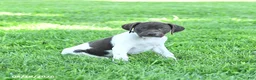 German Shorthaired Pointer dogs for sale: River - Ad 2