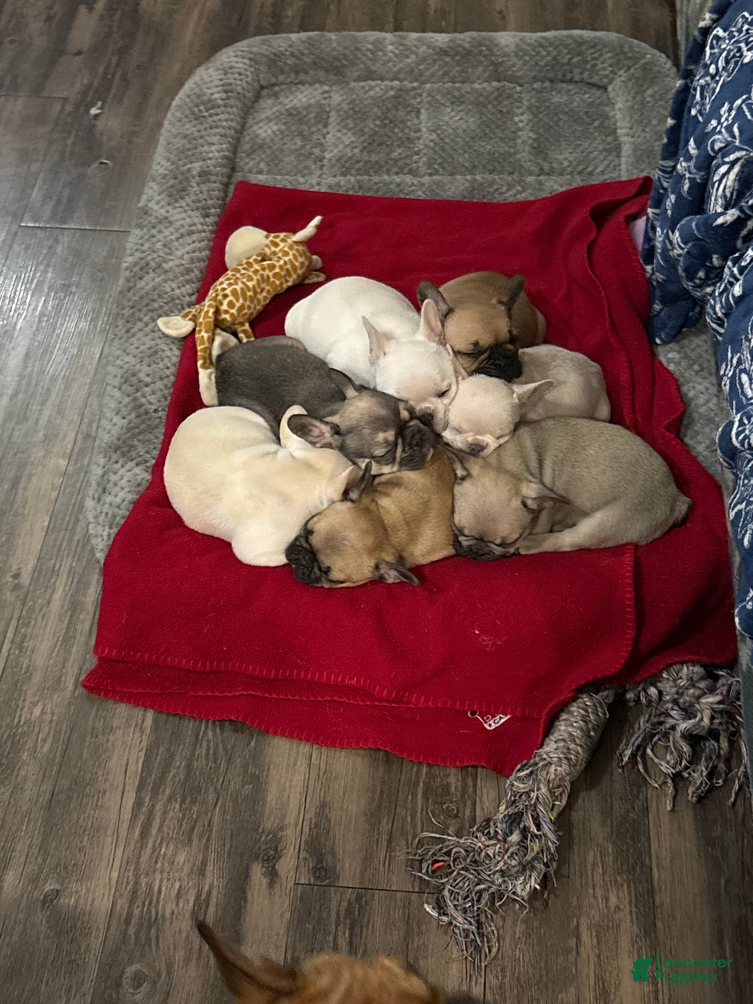 French Bulldog dogs French Bulldog Puppy 3 - Ad 17