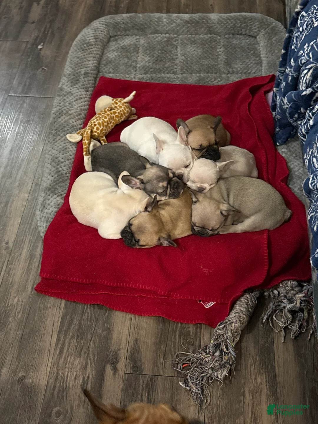 French Bulldog dogs for sale: French Bulldog Puppy 3 - Ad 1