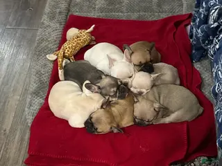 French Bulldog dogs French Bulldog Puppy 3 - Ad 17