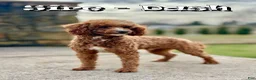 Cavapoo dogs for sale: Easton - Ad 11