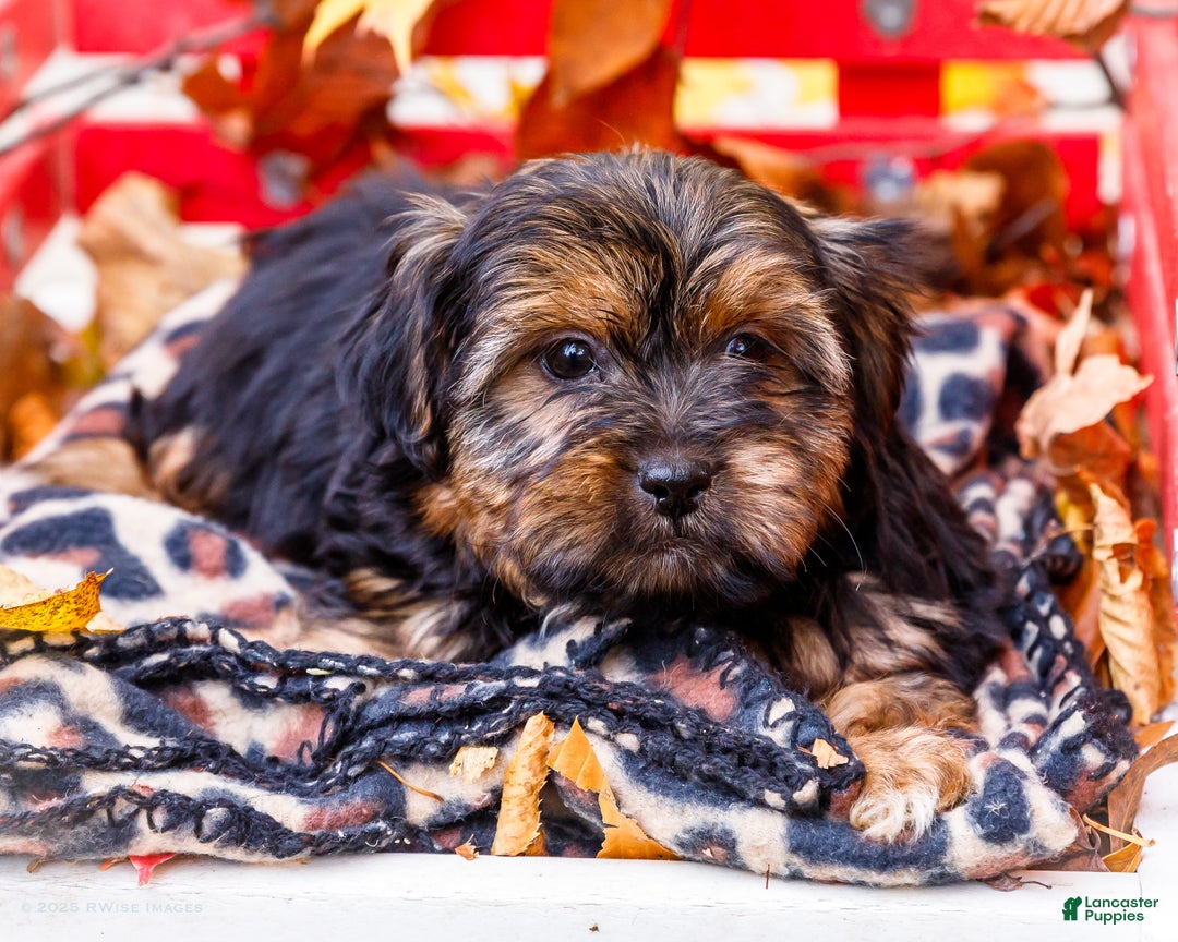 Shorkie dogs for sale: Lance - Ad 5