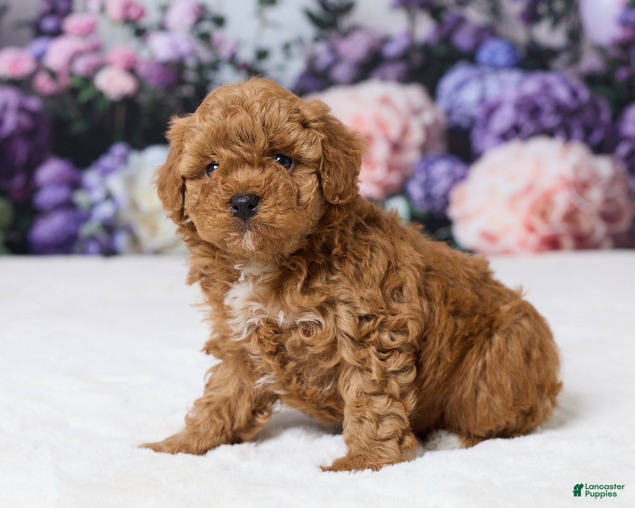 Miniature Poodle dogs Teddy - Ad 2