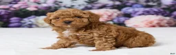 Miniature Poodle dogs for sale: Teddy - Ad 2