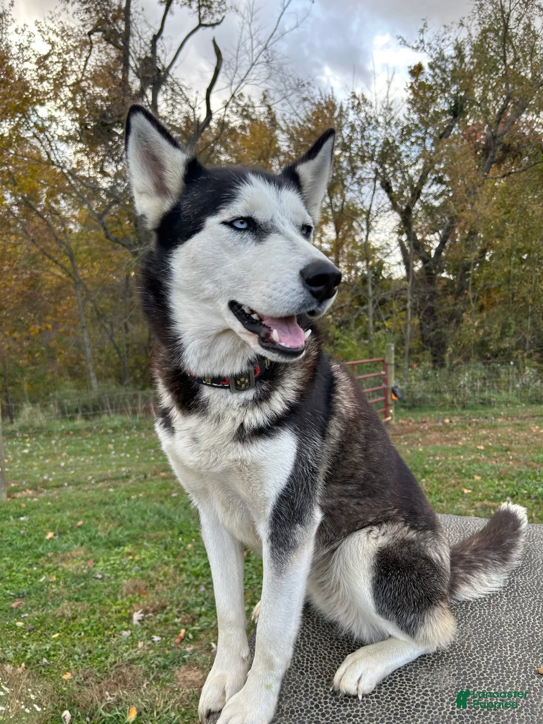 Gallery Image {{count}}