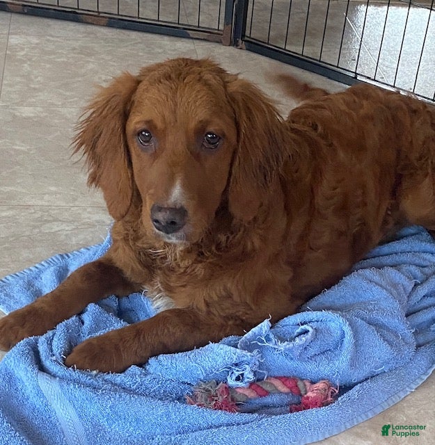 Goldendoodle dogs Blossom - Ad 34