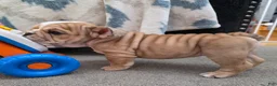 English Bulldog dogs for sale: Aegean  - Ad 4