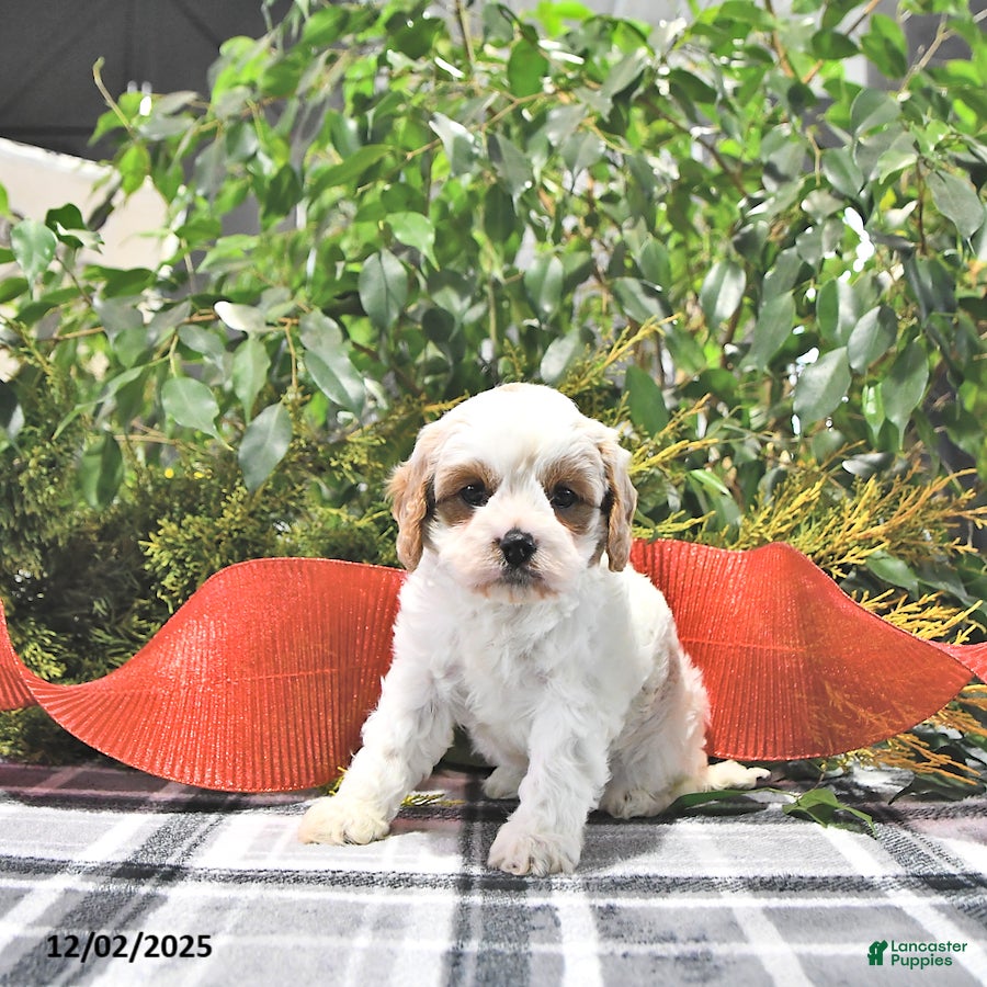 Cavapoo dogs Jolly - Ad 5