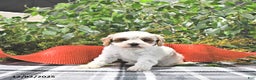 Cavapoo dogs for sale: Jolly - Ad 1