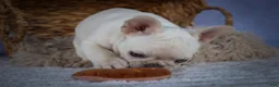 French Bulldog dogs for sale: Tulip🩷  - Ad 4