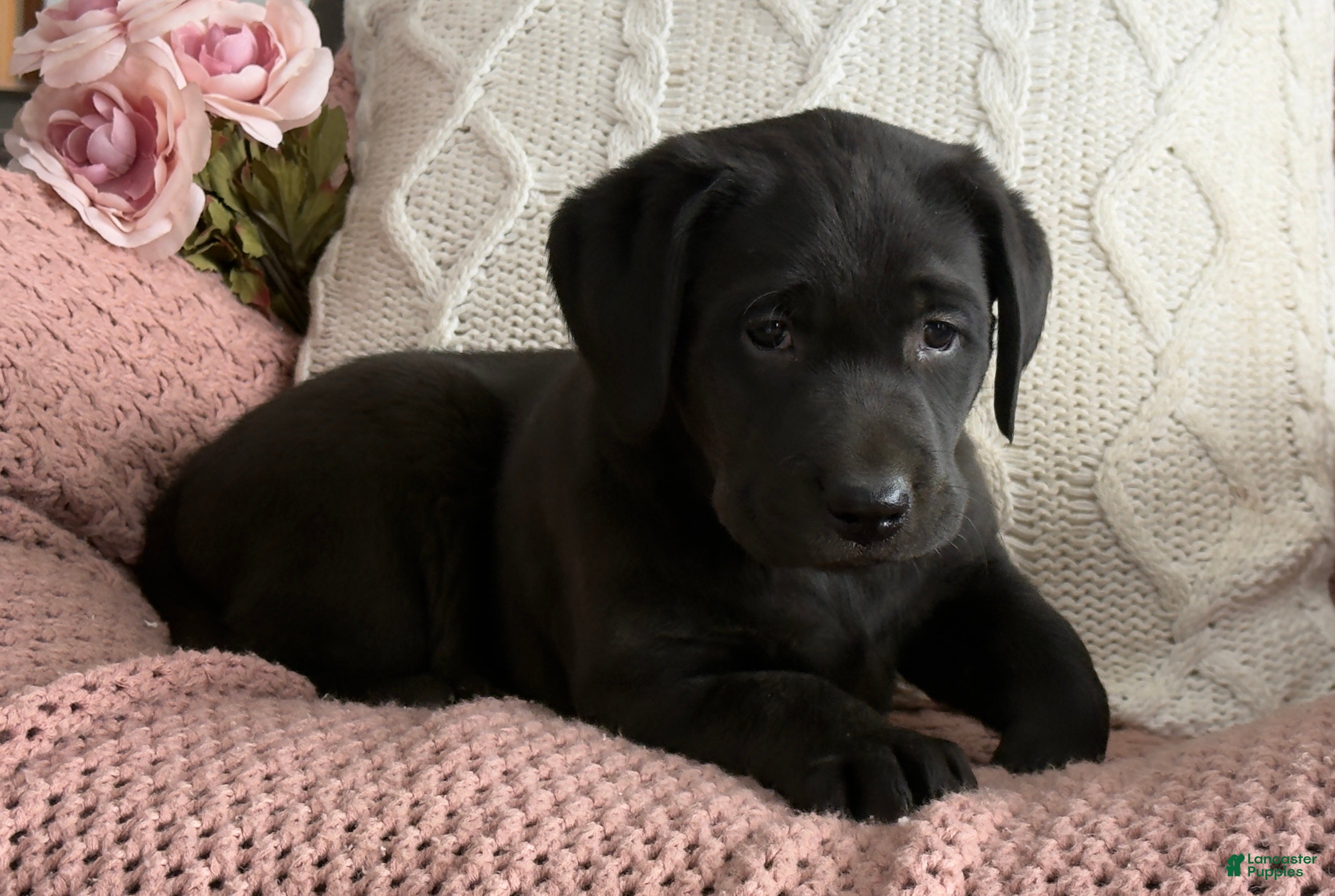 Labrador Retriever dogs Lily - Ad 2