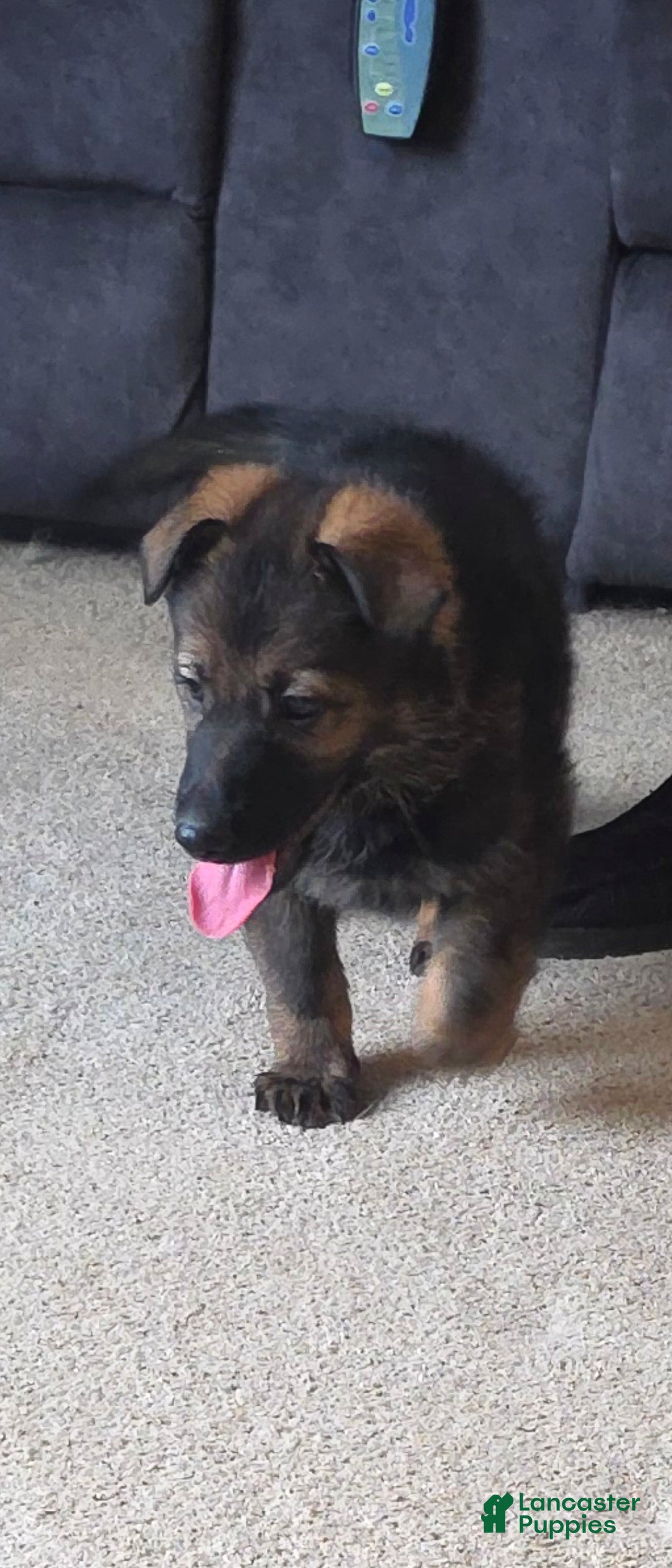 German Shepherd dogs for sale: German Shepherd Puppy 2 - Ad 3