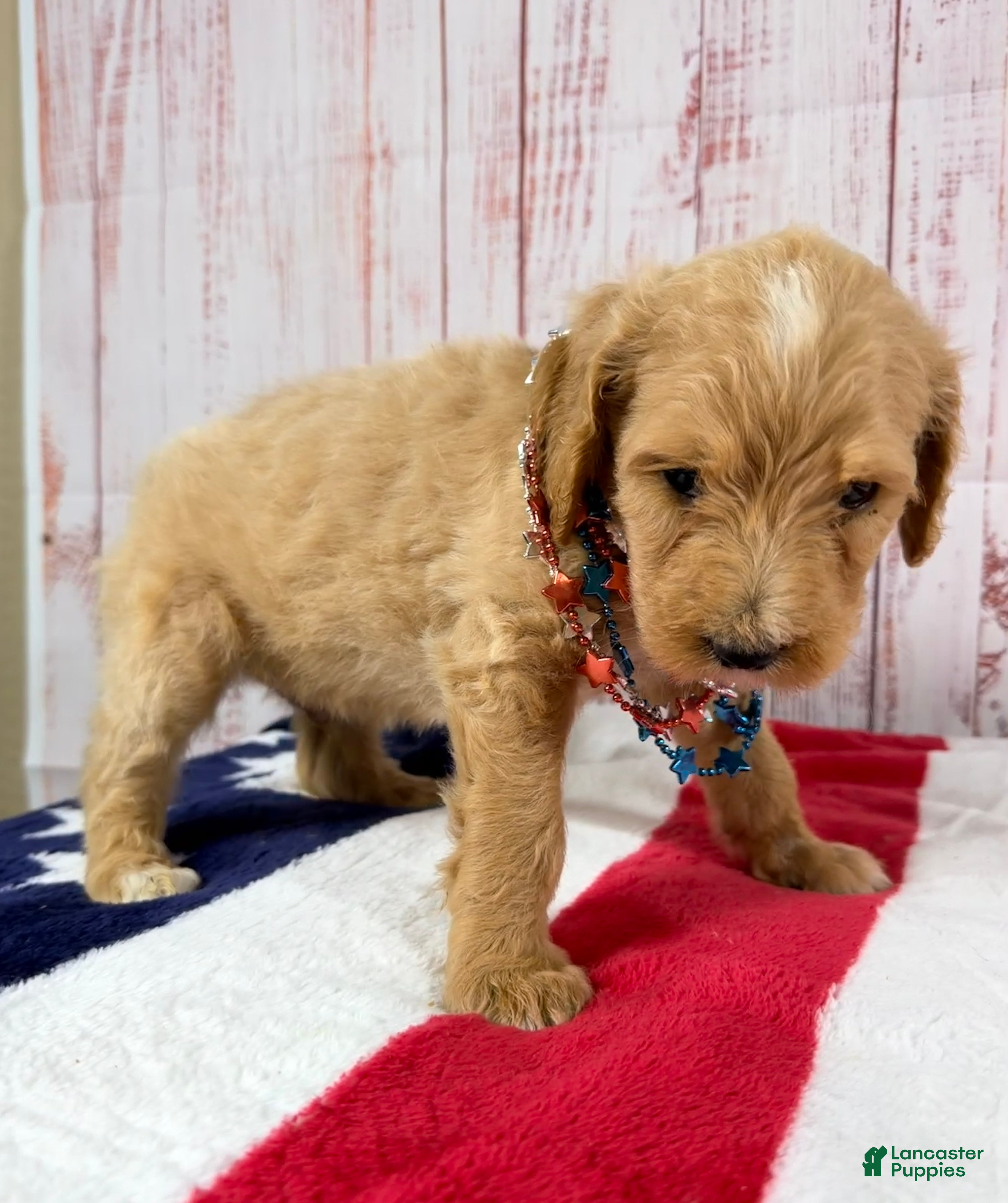 Goldendoodle dogs Benny - Ad 2