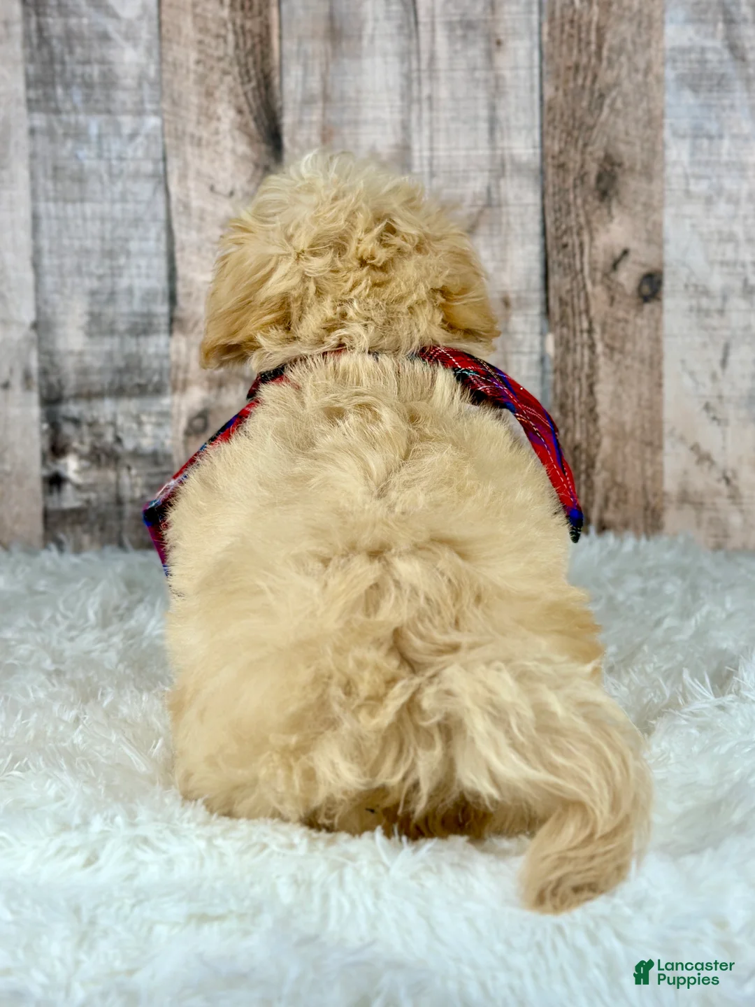 Maltipoo dogs for sale: Boy Ace - 0004 - Ad 2
