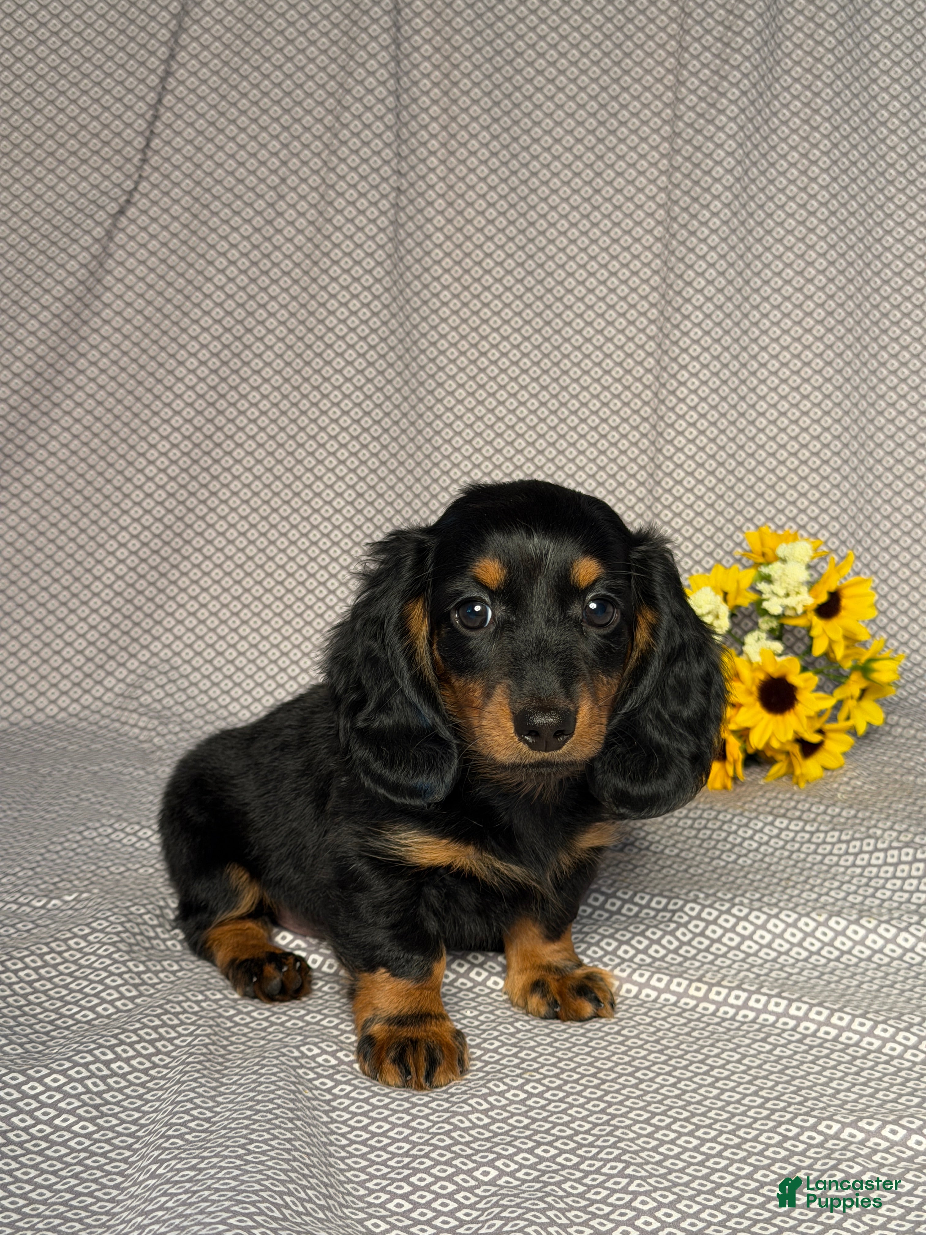 Dachshund dogs Debbie  - Ad 2