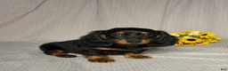 Dachshund dogs for sale: Debbie  - Ad 2